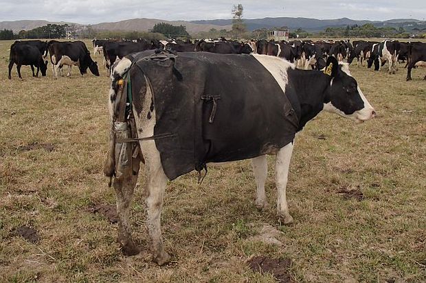 Cow urine sensor attached to a cow