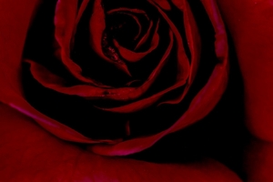 Red rose lotus carol