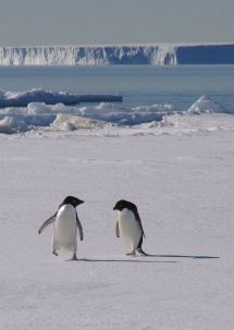 Adelie penguins returning from the sea
