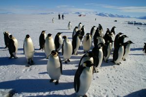 Biology Emperor penguins the edge of the frozen continent